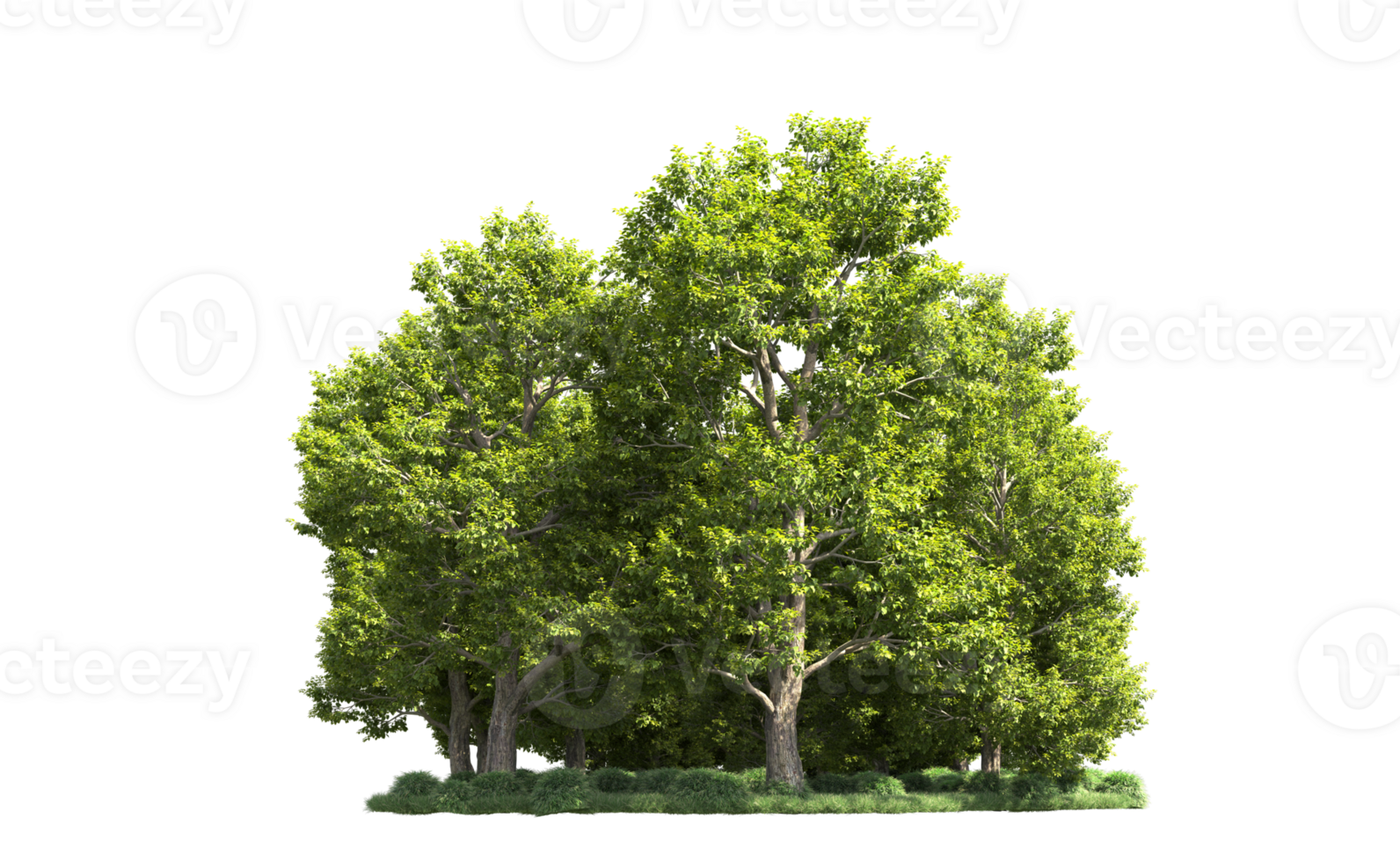 Green forest isolated on background. 3d rendering - illustration png