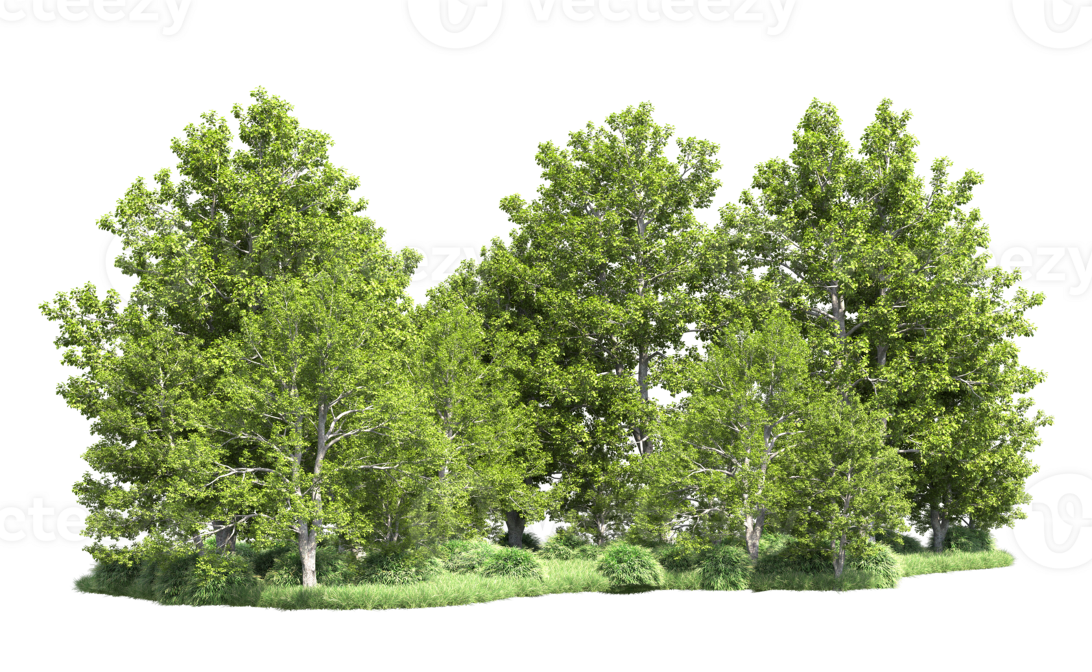 Green forest isolated on background. 3d rendering - illustration png