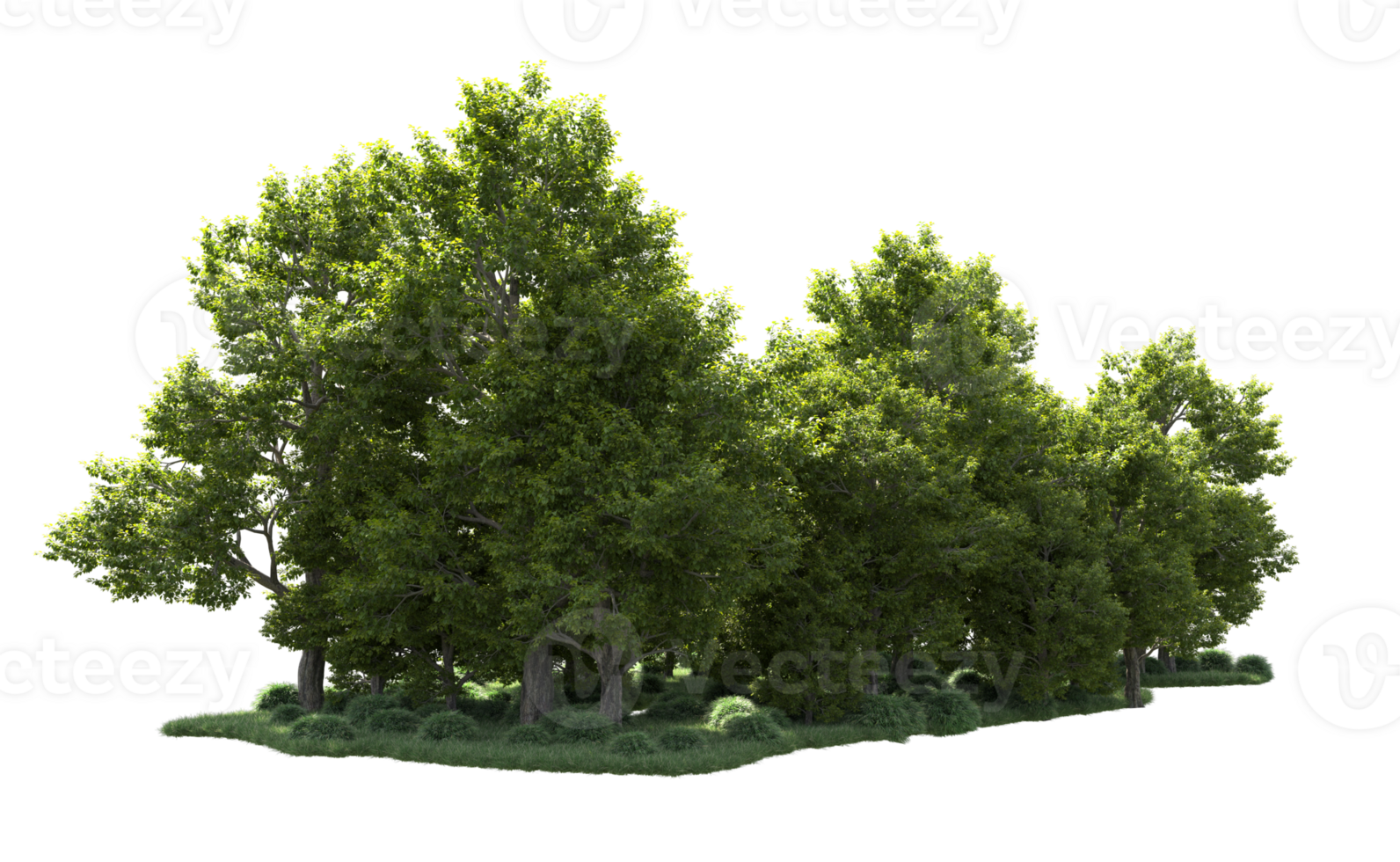 Green forest isolated on background. 3d rendering - illustration png