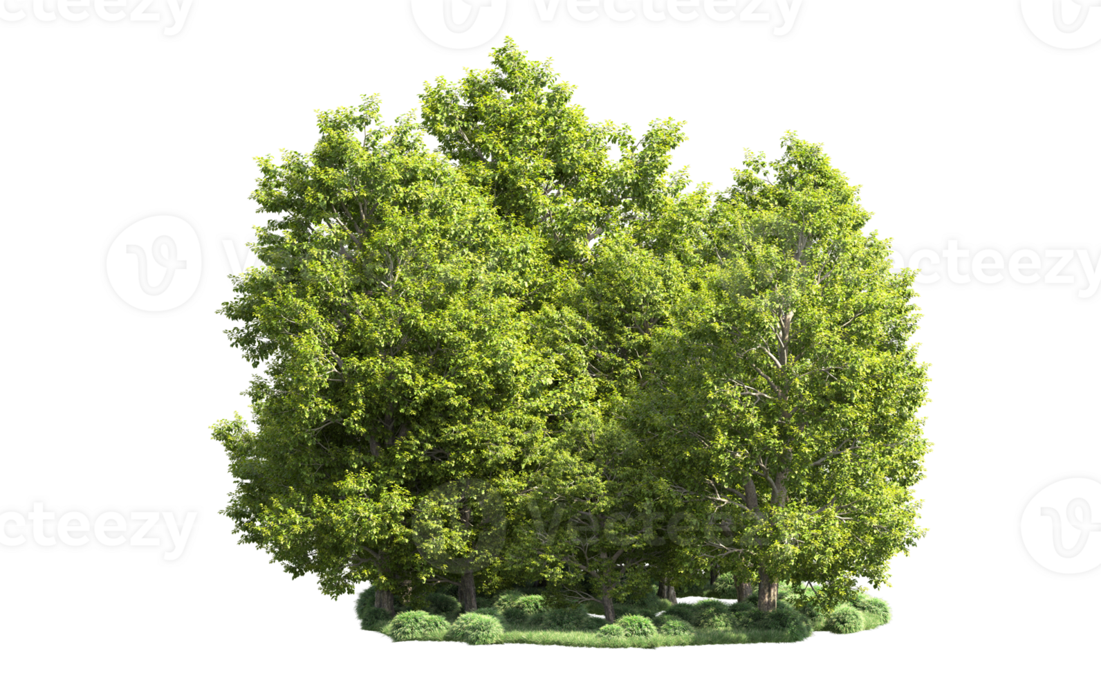 Green forest isolated on background. 3d rendering - illustration png
