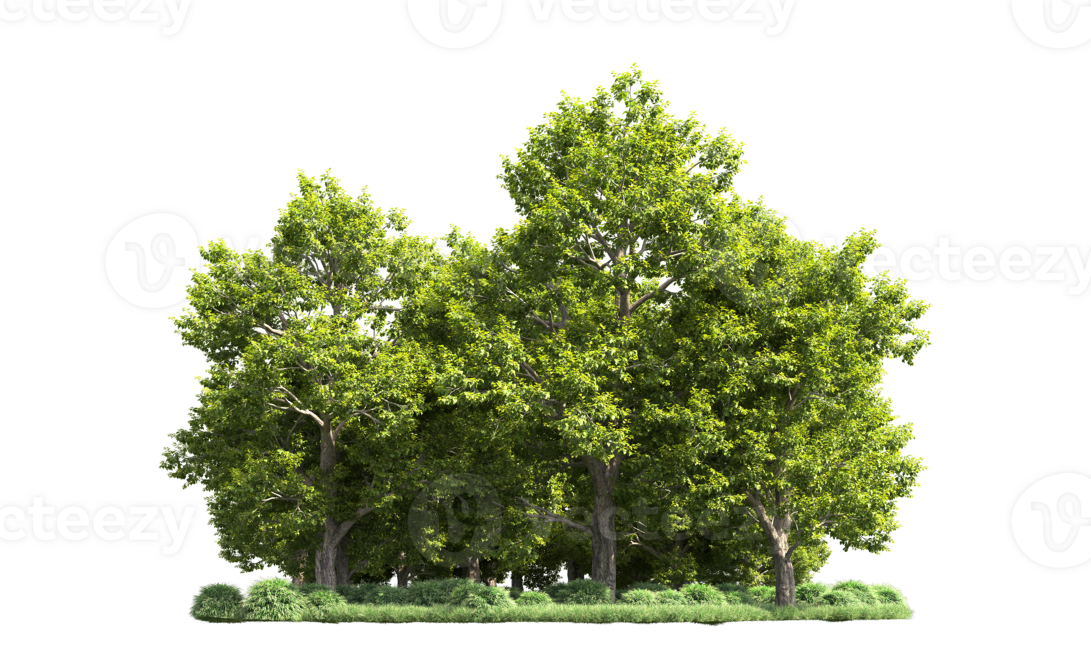 Green forest isolated on background. 3d rendering - illustration png
