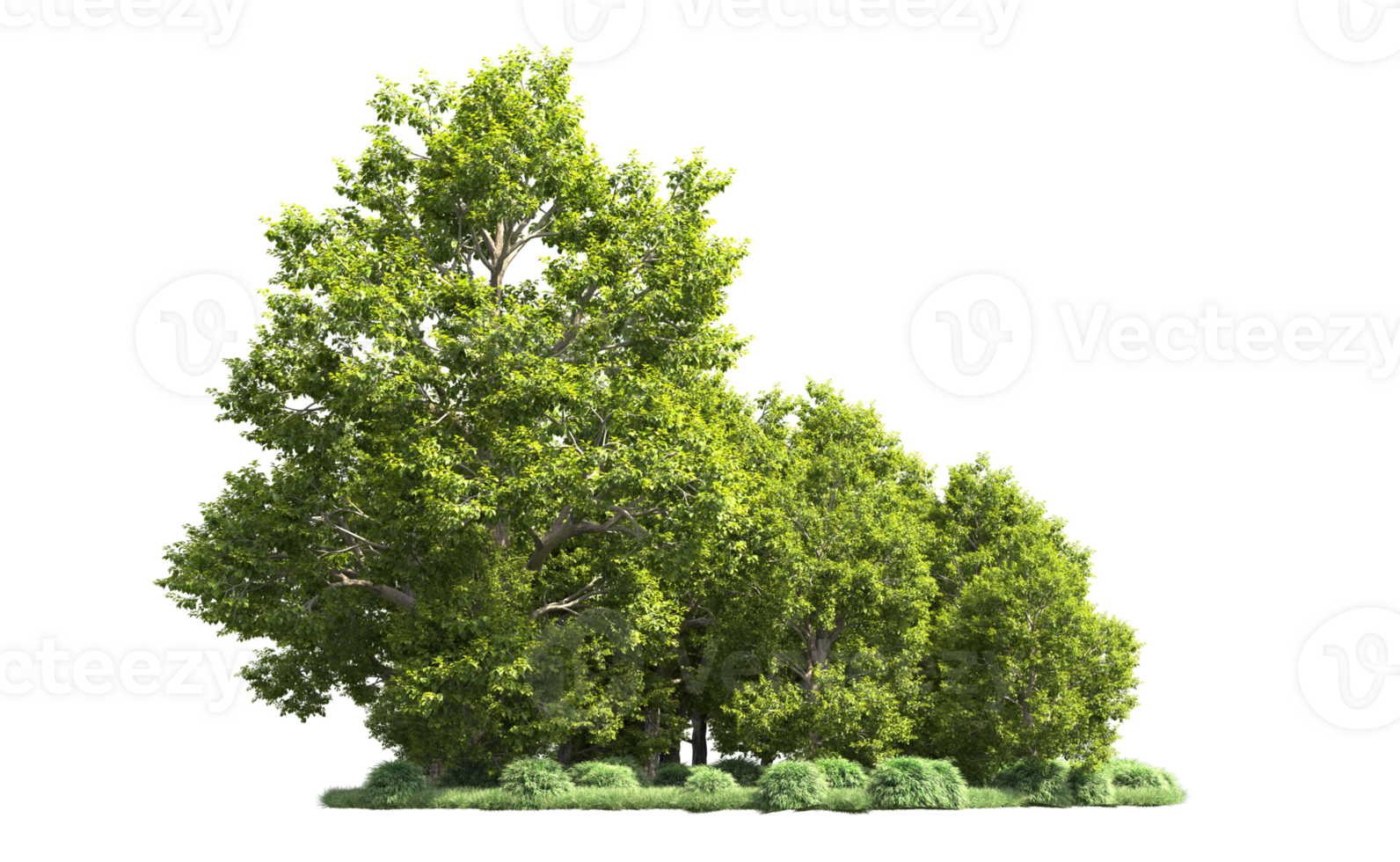 Green forest isolated on background. 3d rendering - illustration png