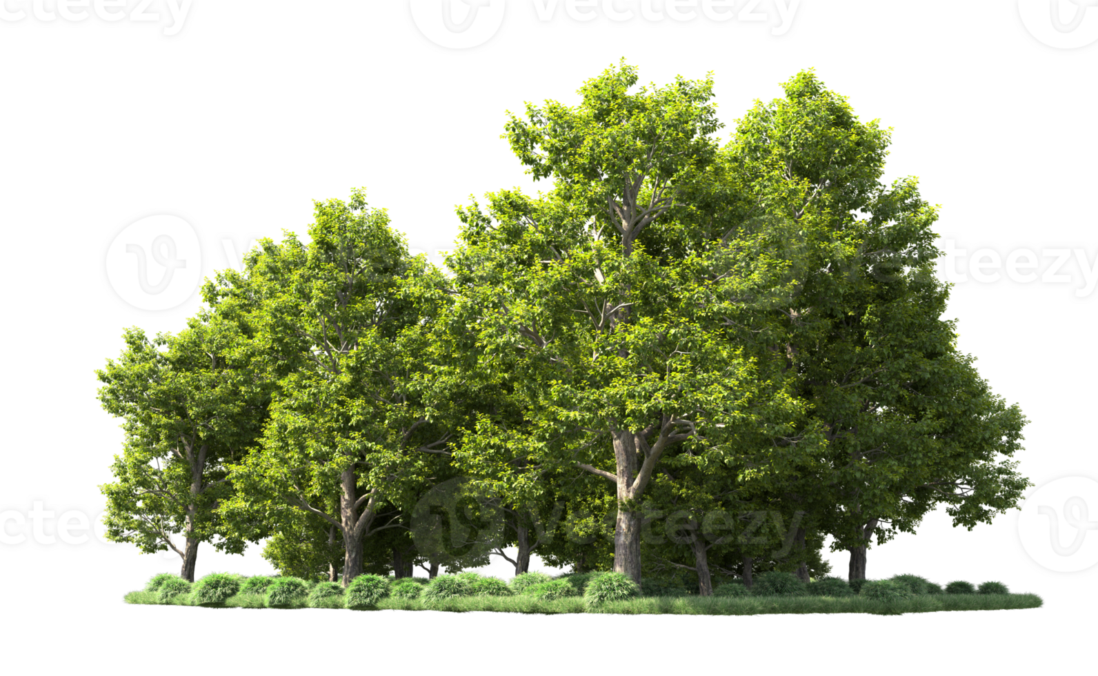Green forest isolated on background. 3d rendering - illustration png