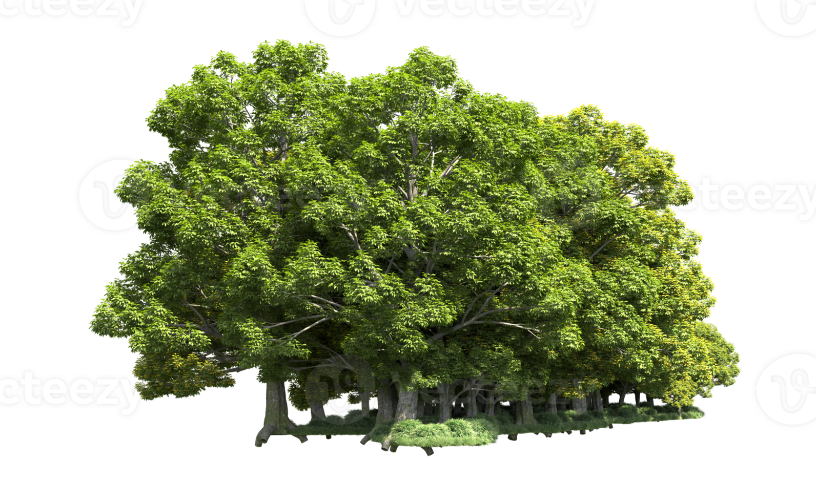 Green forest isolated on background. 3d rendering - illustration png