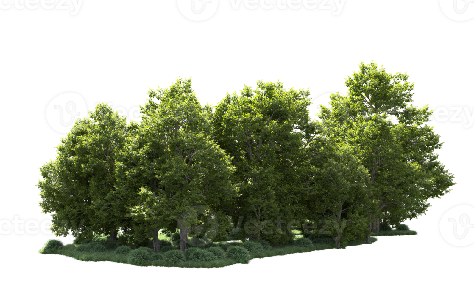 Green forest isolated on background. 3d rendering - illustration png