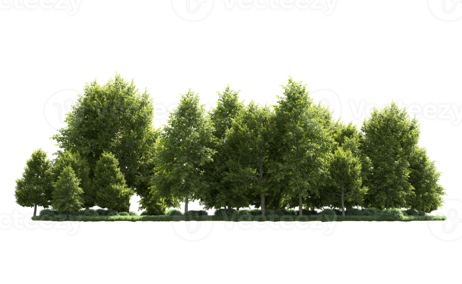 Green forest isolated on background. 3d rendering - illustration png