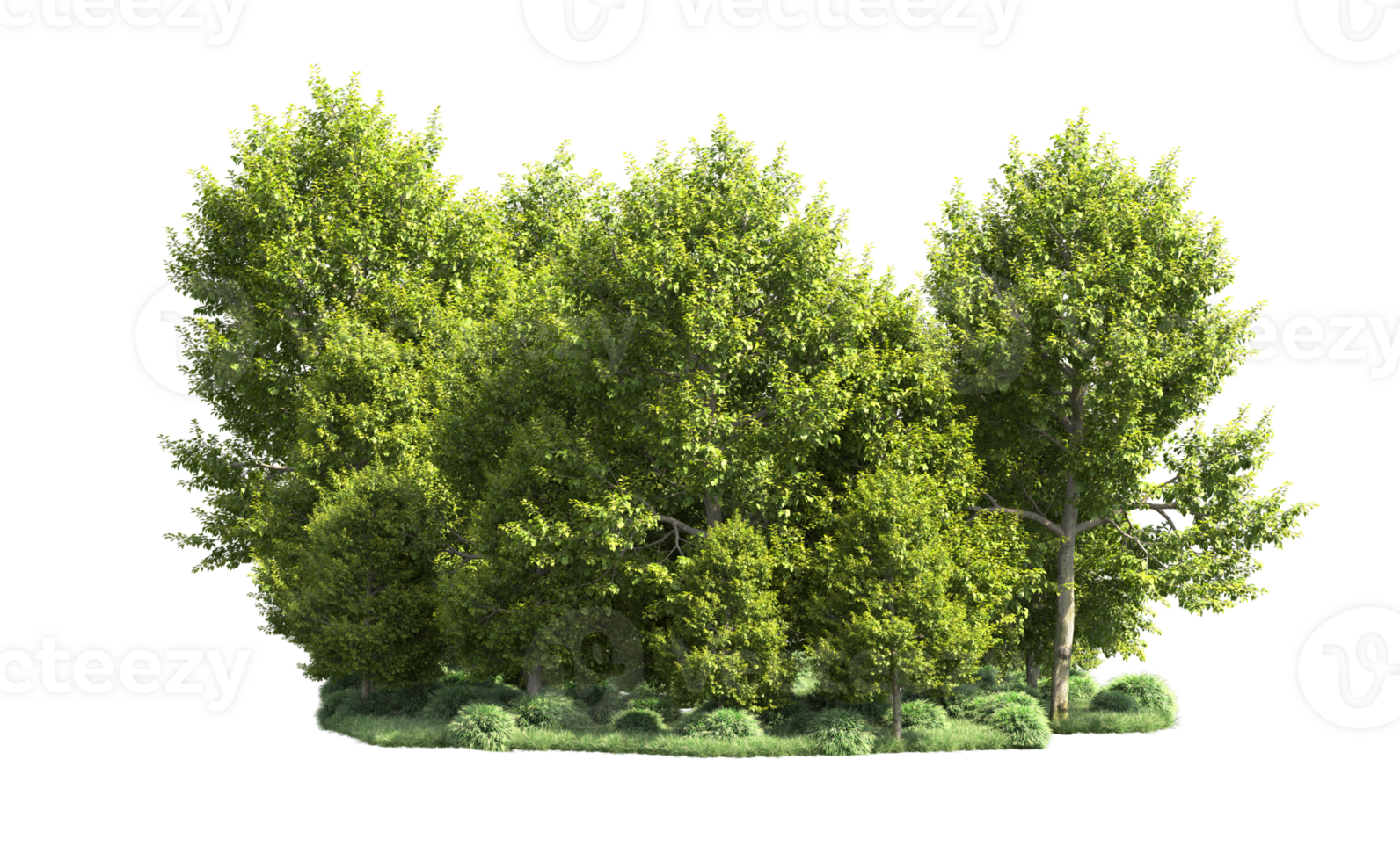 Green forest isolated on background. 3d rendering - illustration png