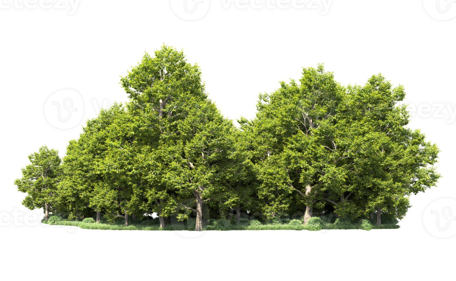 Green forest isolated on background. 3d rendering - illustration png