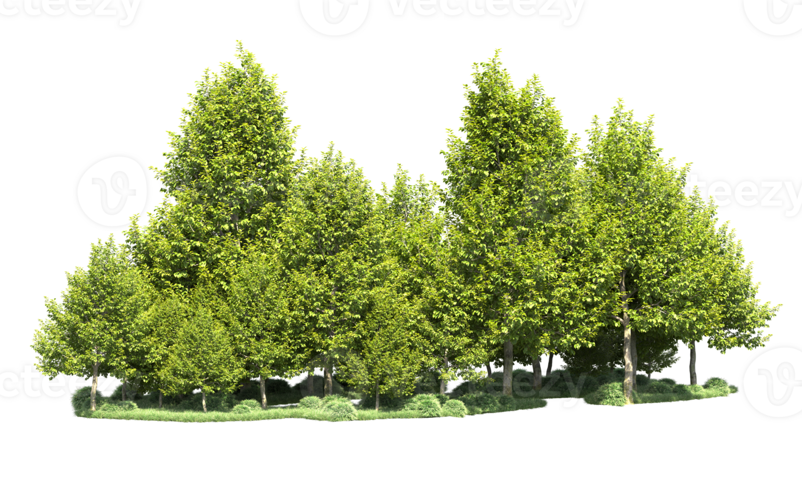 Green forest isolated on background. 3d rendering - illustration png