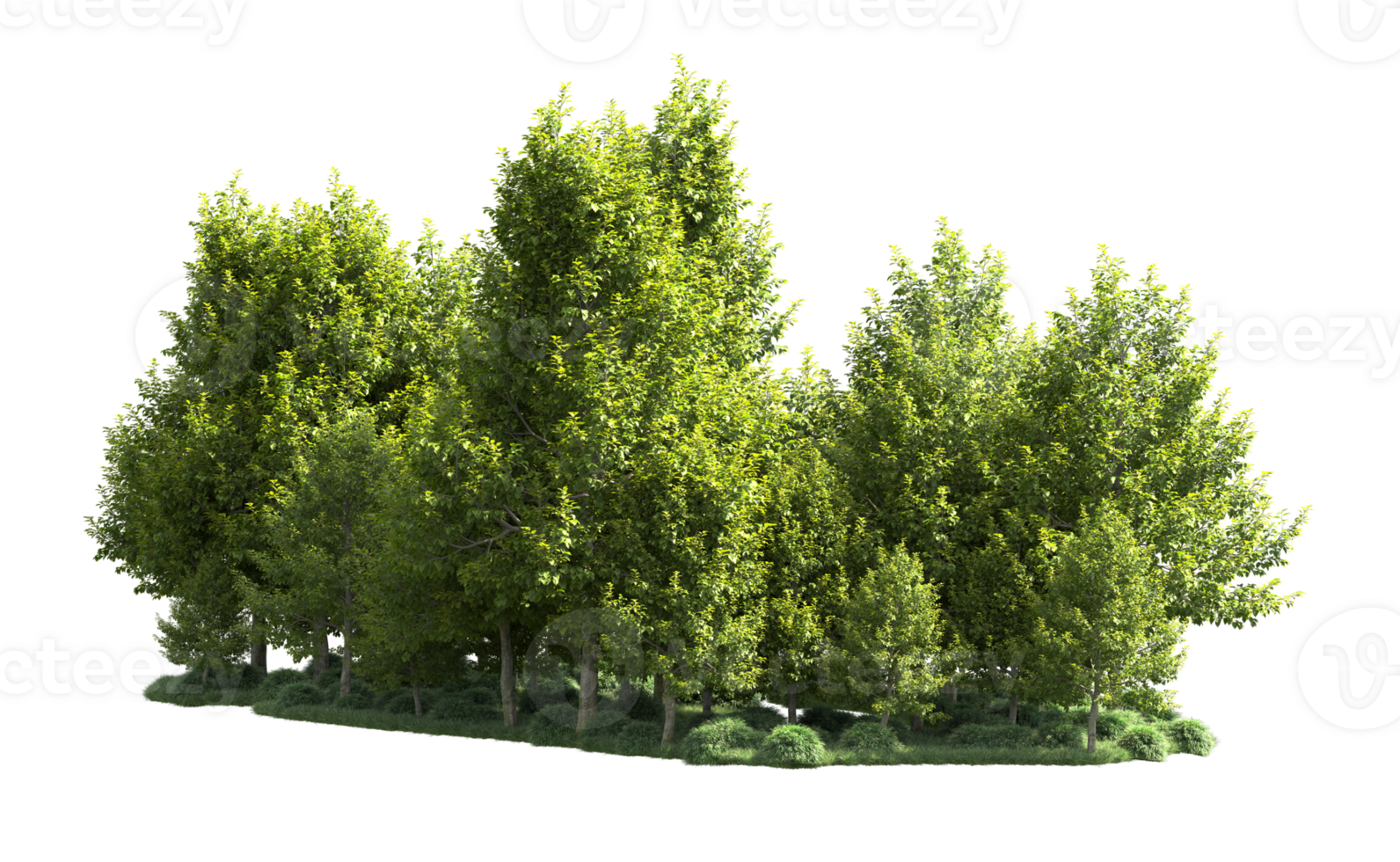 Green forest isolated on background. 3d rendering - illustration png
