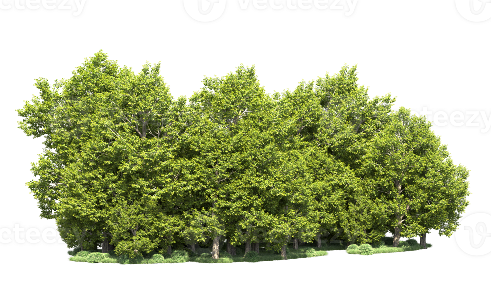 Green forest isolated on background. 3d rendering - illustration png