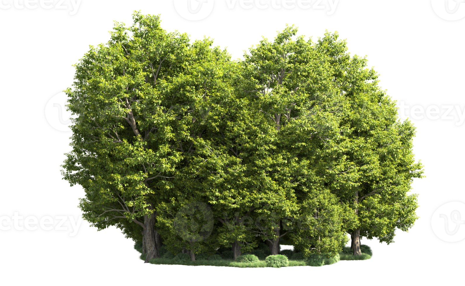 Green forest isolated on background. 3d rendering - illustration png