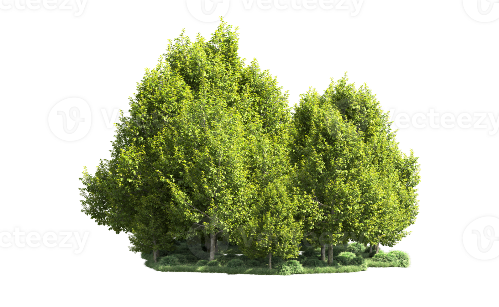 Green forest isolated on background. 3d rendering - illustration png
