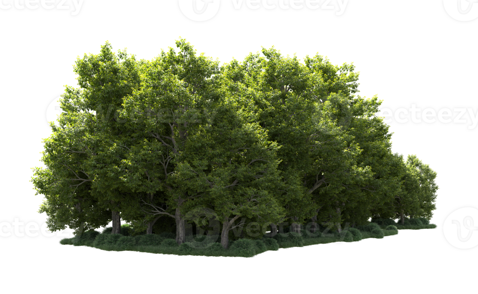 Green forest isolated on background. 3d rendering - illustration png