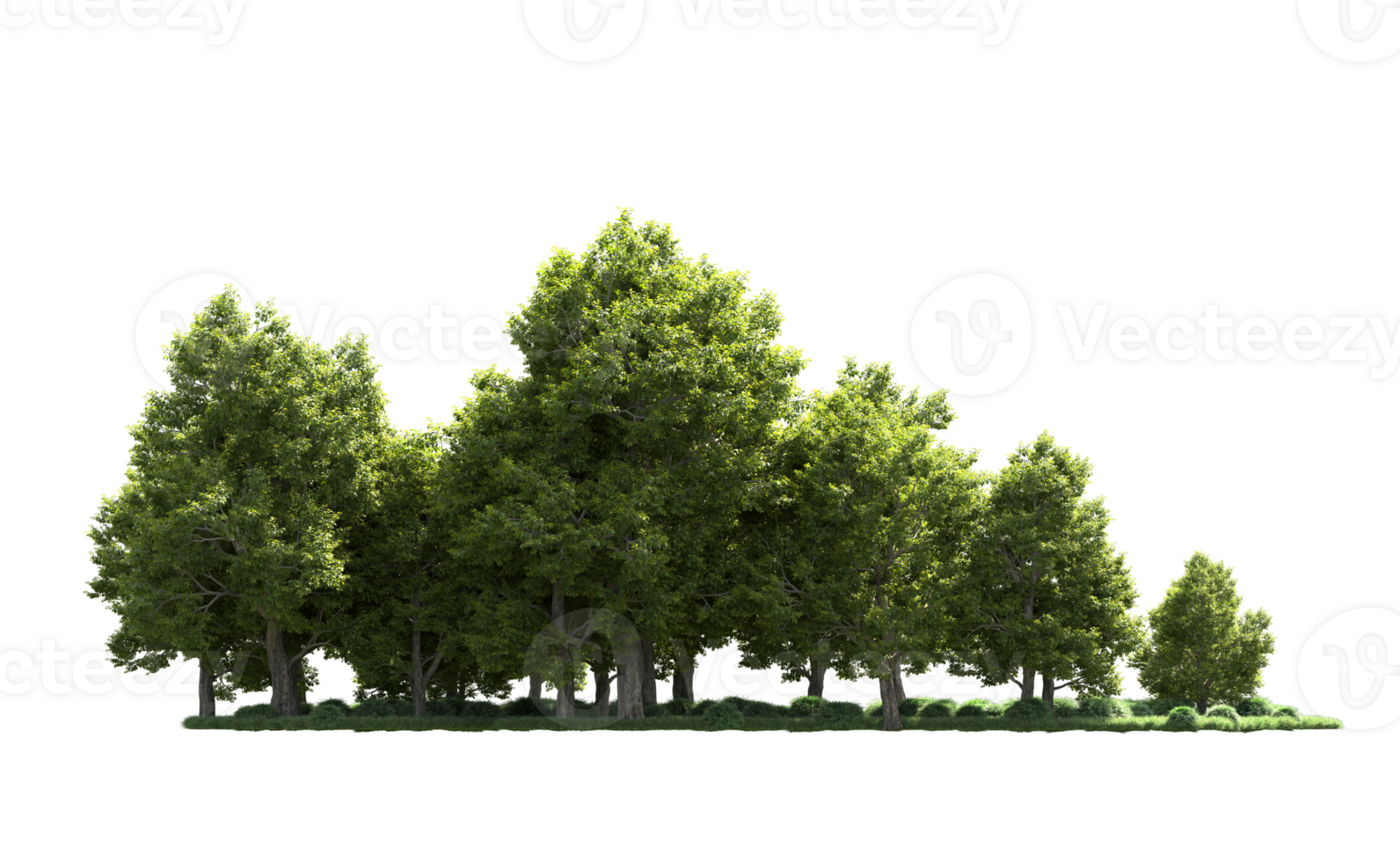 Green forest isolated on background. 3d rendering - illustration png