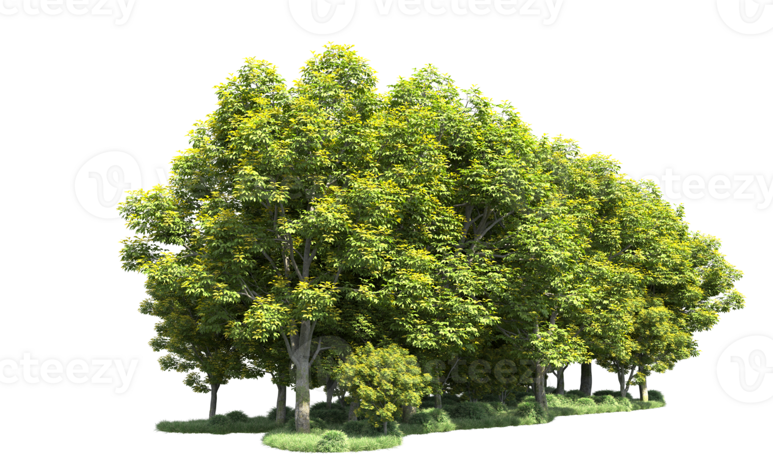 Green forest isolated on background. 3d rendering - illustration png