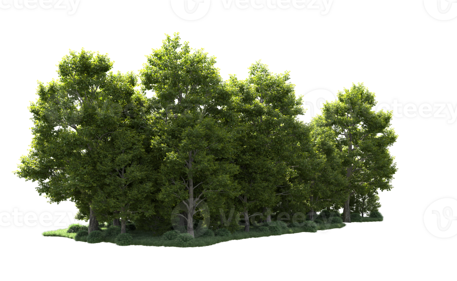 Green forest isolated on background. 3d rendering - illustration png