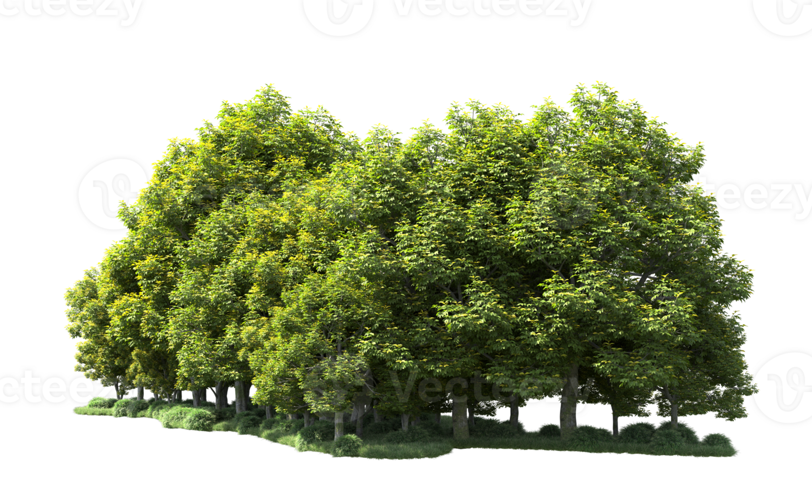 Green forest isolated on background. 3d rendering - illustration png