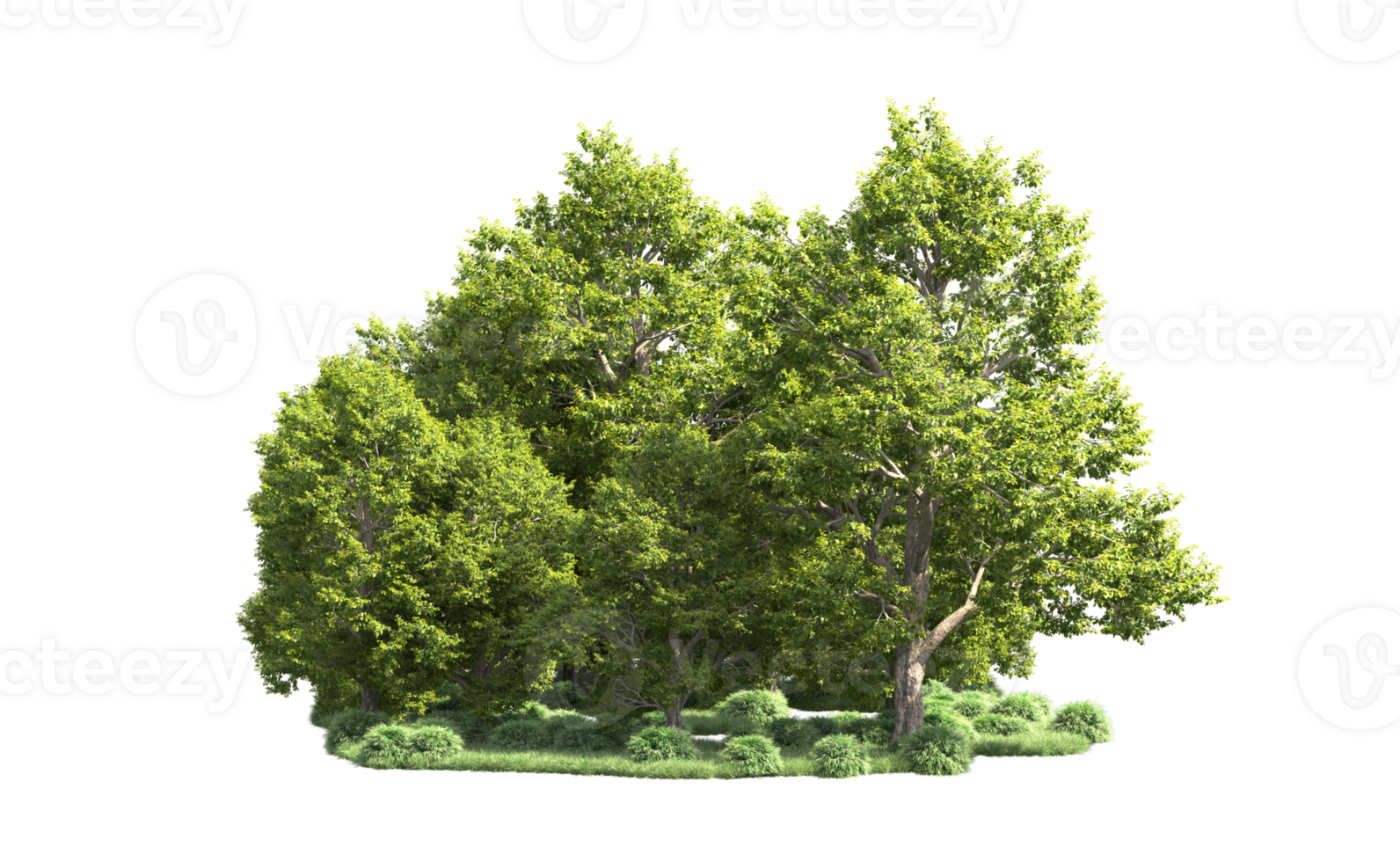Green forest isolated on background. 3d rendering - illustration png
