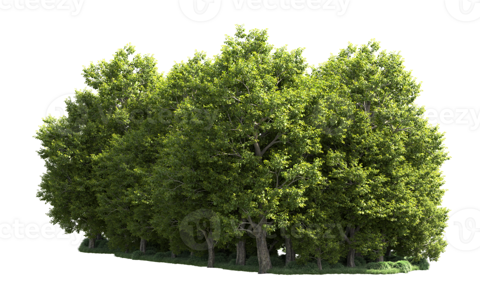 Green forest isolated on background. 3d rendering - illustration png