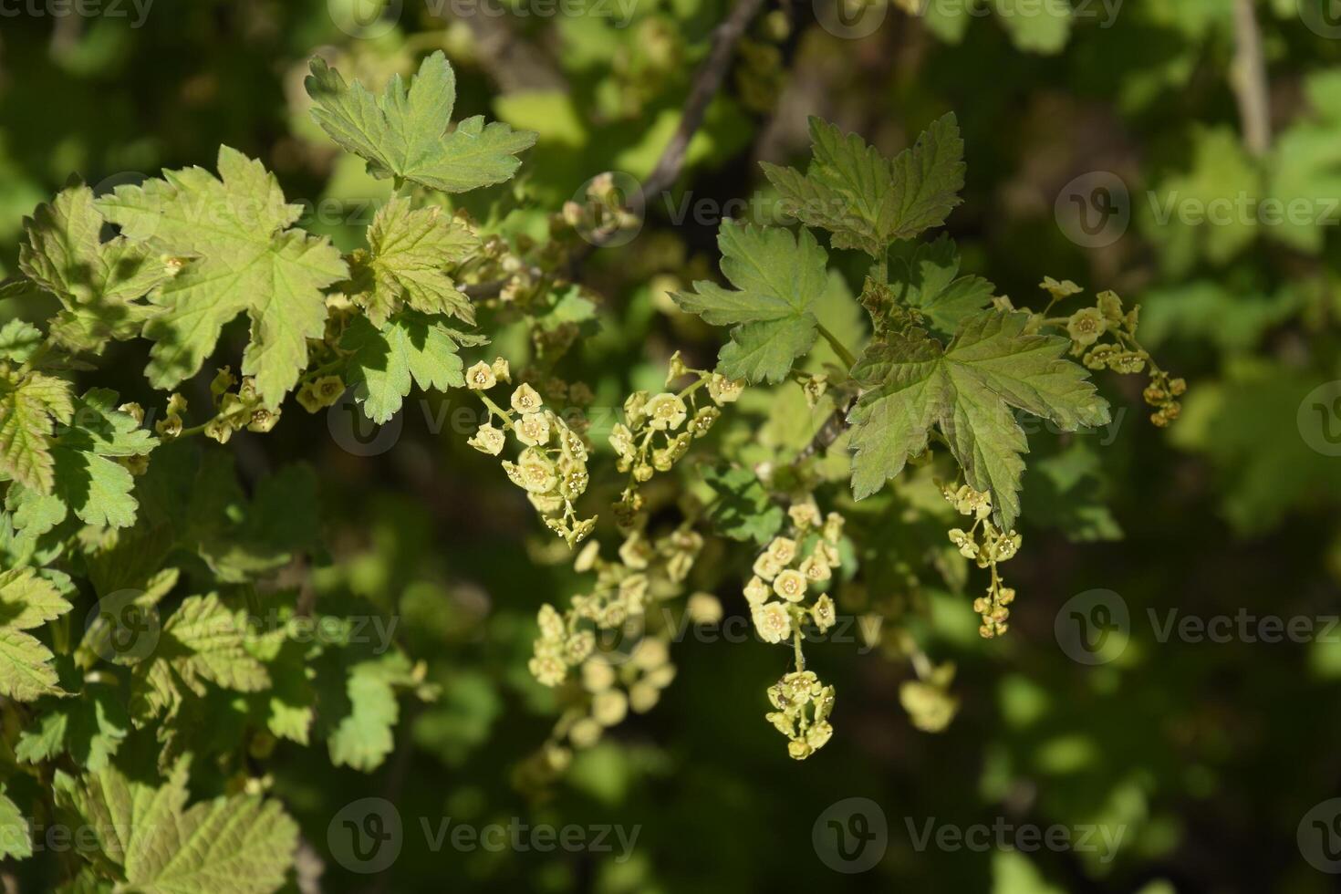 Flowers of red currant in spring on a stalk. photo
