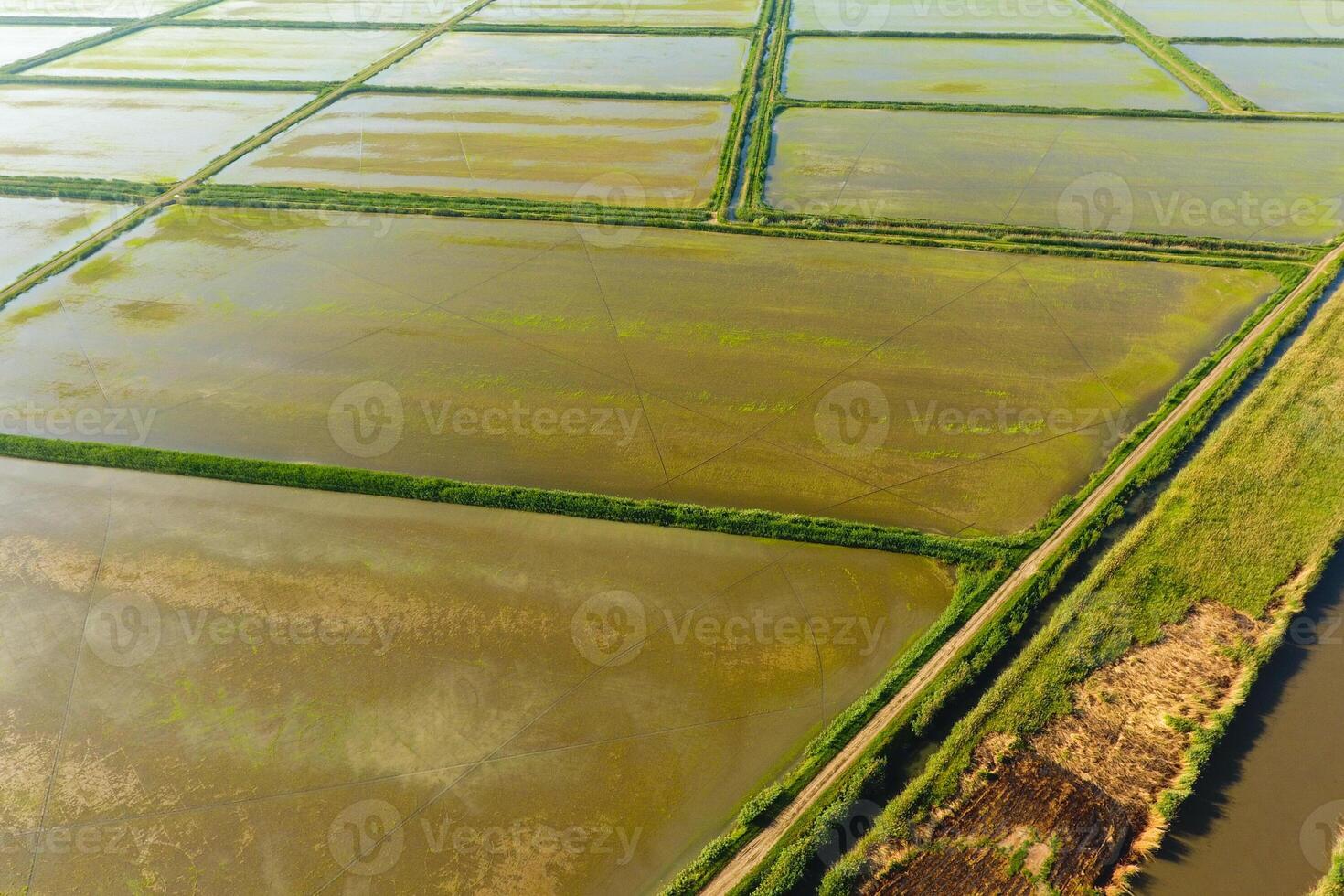 The rice fields are flooded with water. Flooded rice paddies. Agronomic methods of growing rice in the fields. photo