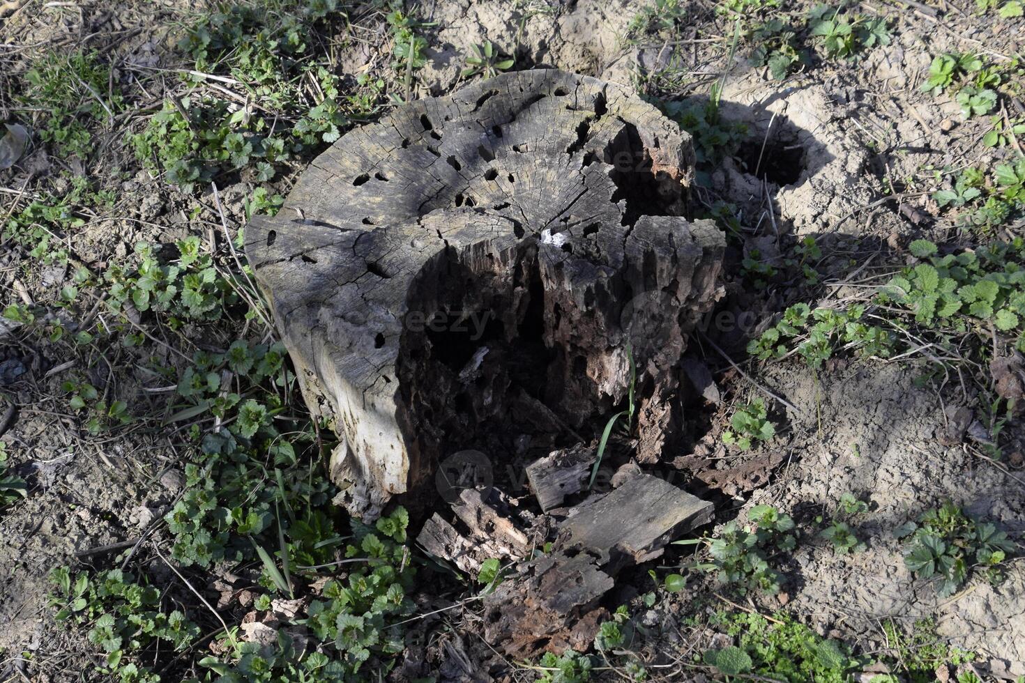 An old stump, eaten by larvae of a beetle lumberjack. The course of larvae of woodworm in a rotten stump photo