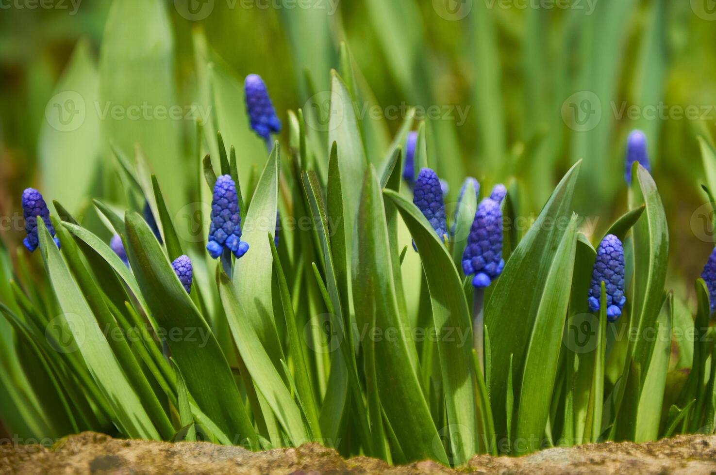 Close-up of blue moscari flowers in the garden in spring on a sunny day photo