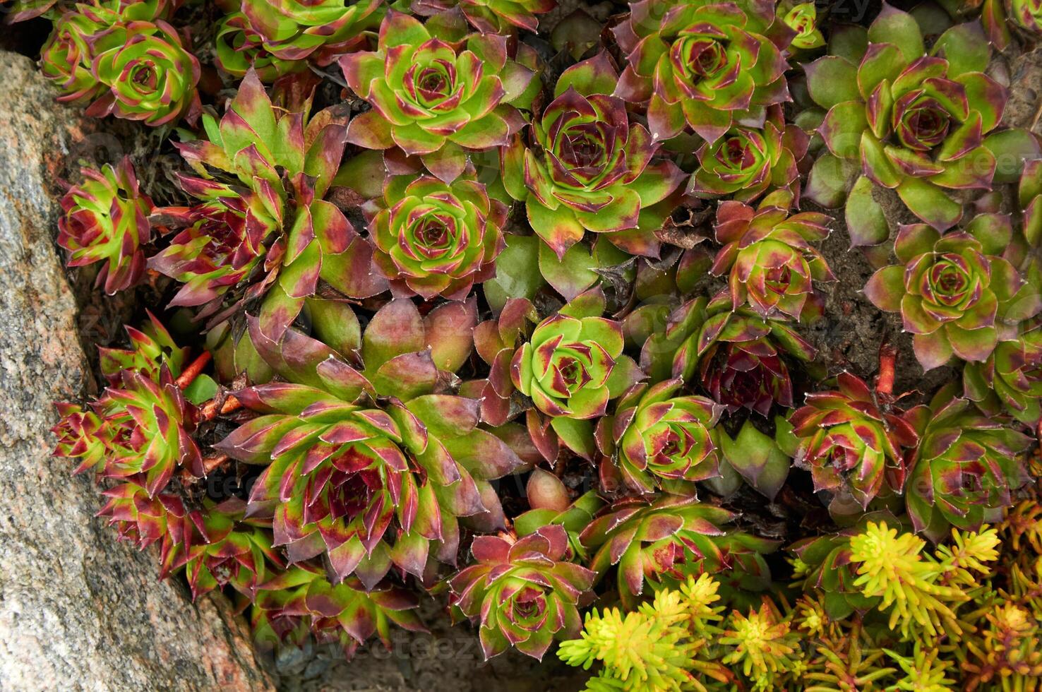 Sedum and Sempervivum stone rose in nature photo