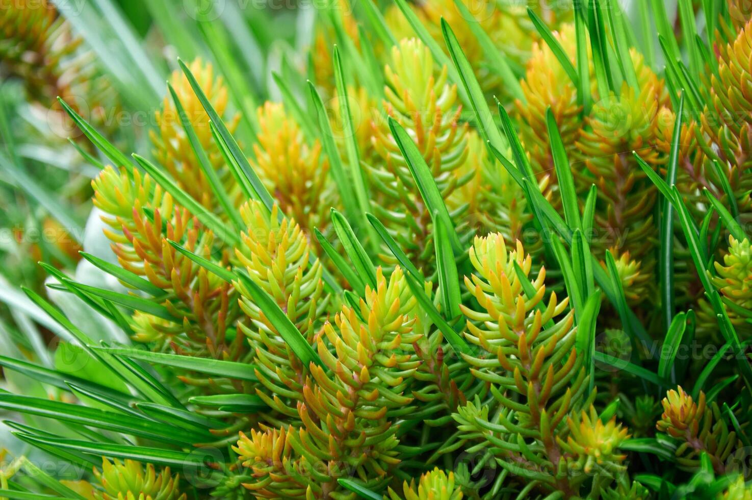 Sedum in Nature. Natural background of green sedum photo