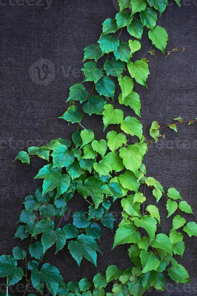 un verde enredadera en un oscuro pared foto