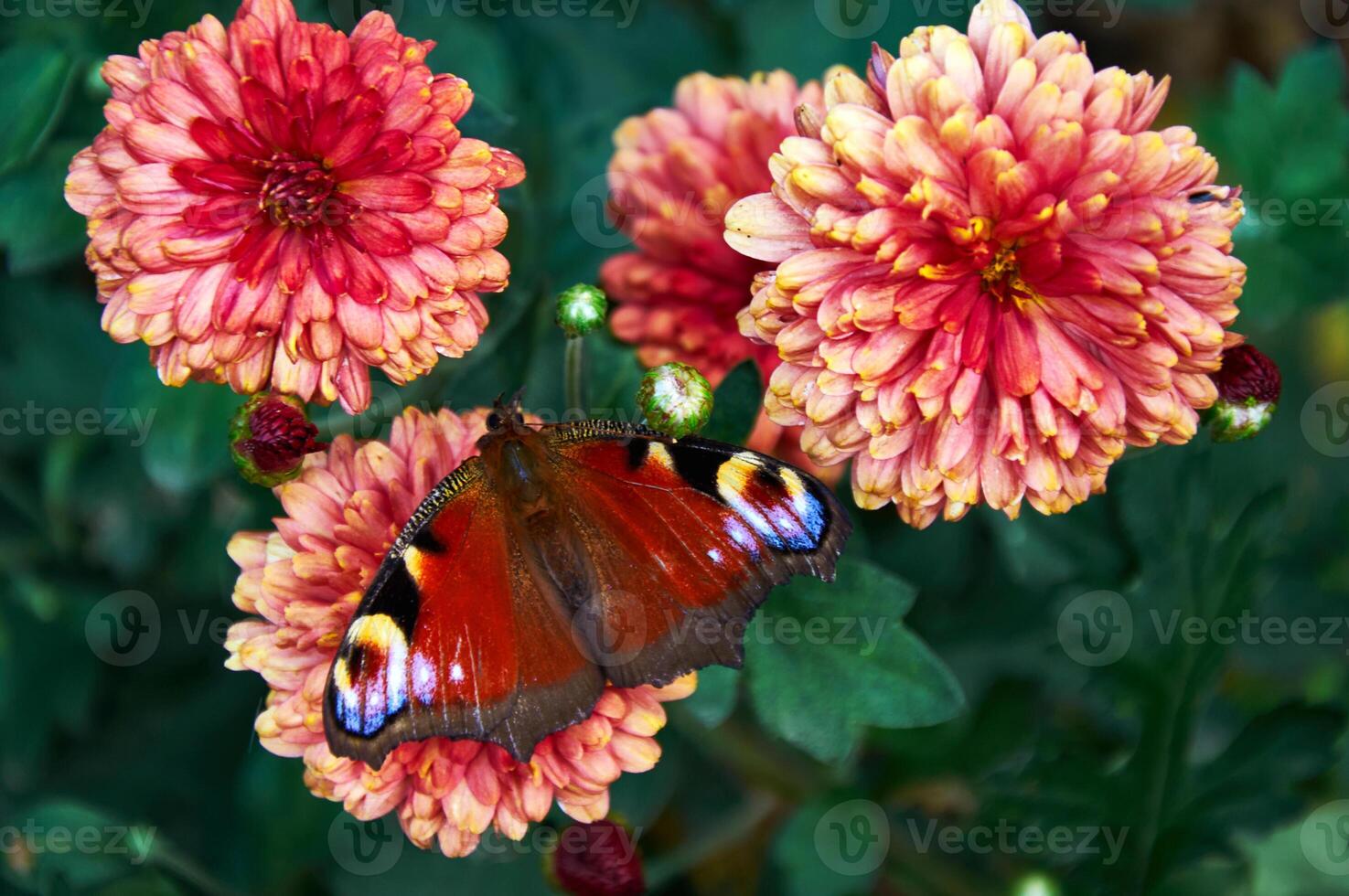 Close up of a bright butterfly sitting on a pink chrysanthemum flower in a garden. photo