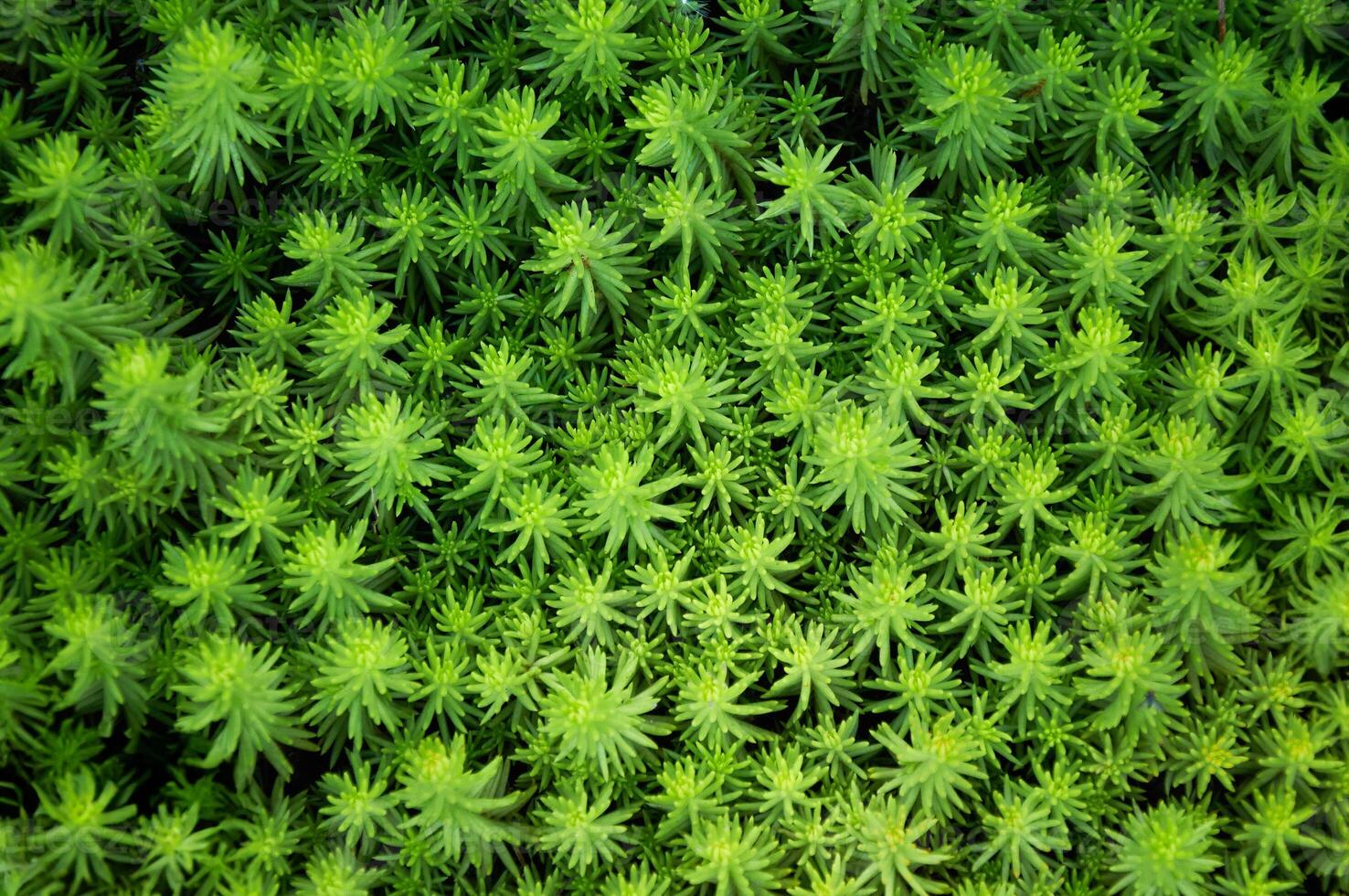 Sedum background in nature. Natural background of green sedum photo