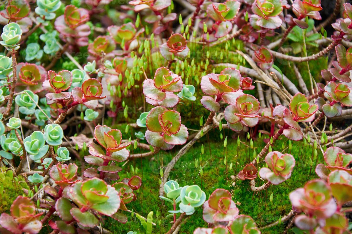 Background of attractive low growing red and green stone crops crassulaceae in a sunny garden photo