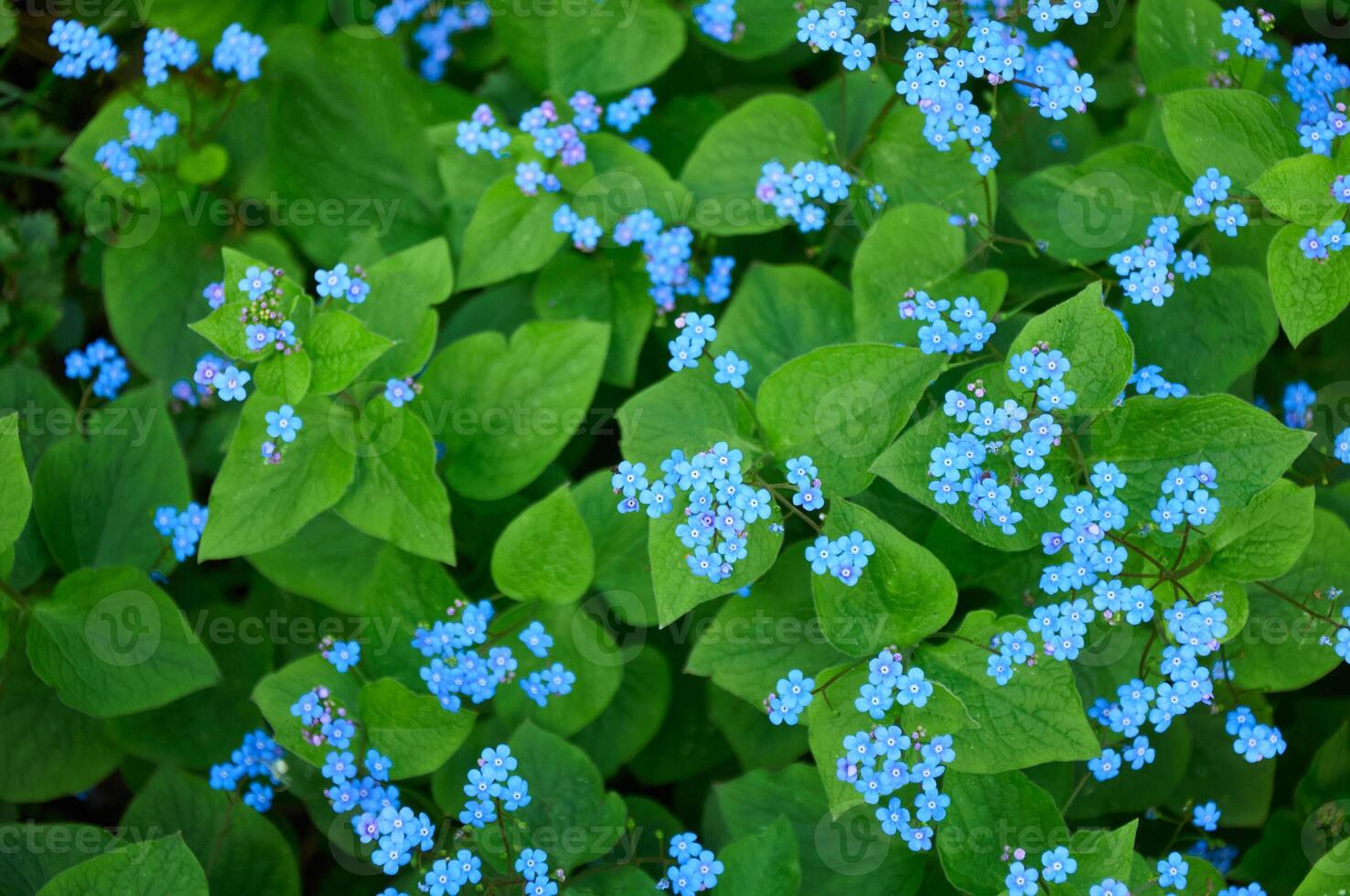 Myosotis is a genus of flowering plants in the family Boraginaceae. Forget-me-not flower at the garden. photo