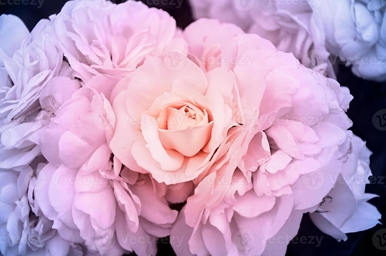 Gently white-beige rose close-up. Beautiful floral background. Valentine's day and holidays. Love photo