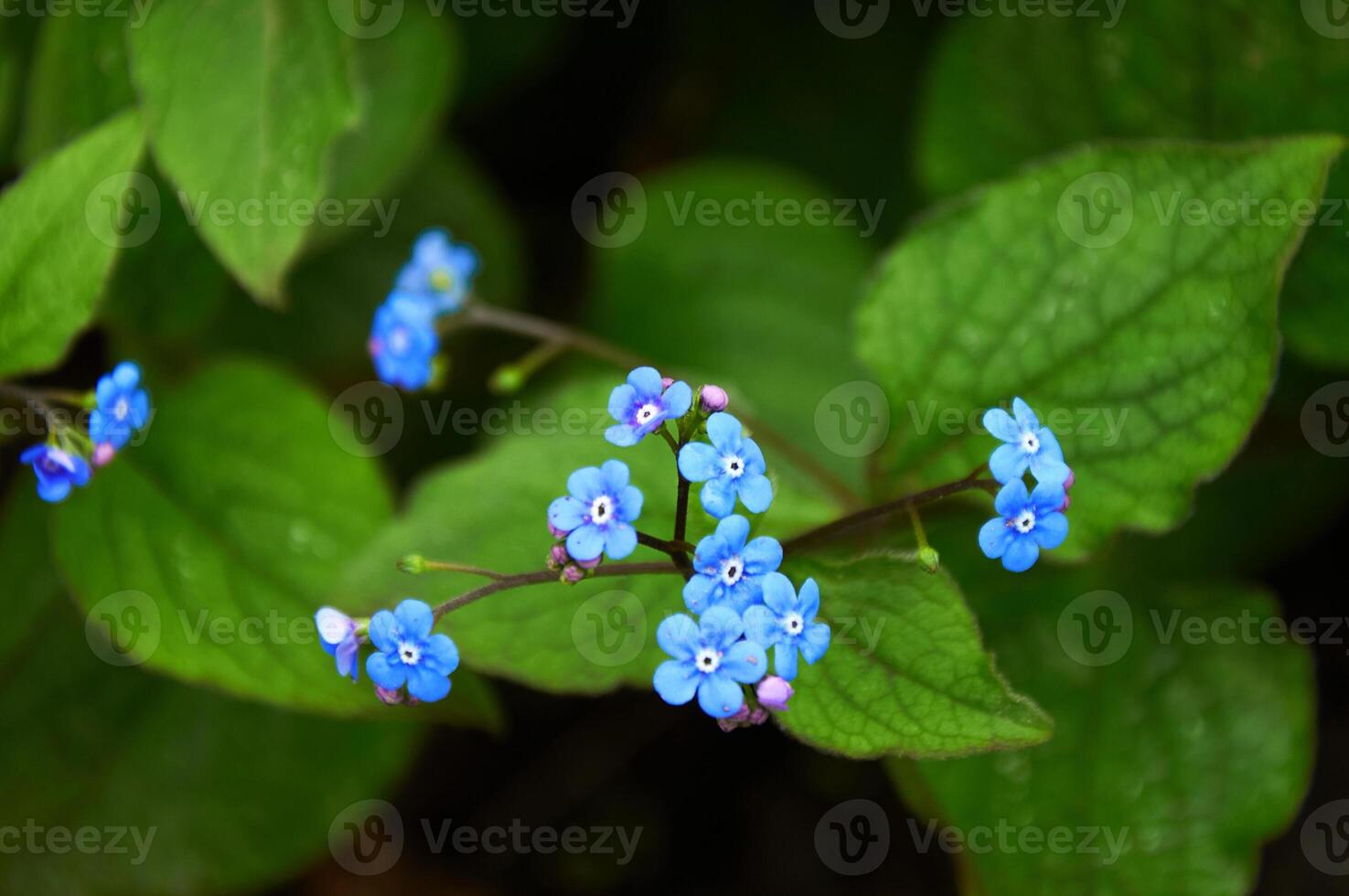 Myosotis is a genus of flowering plants in the family Boraginaceae. Forget-me-not flower at the garden. photo