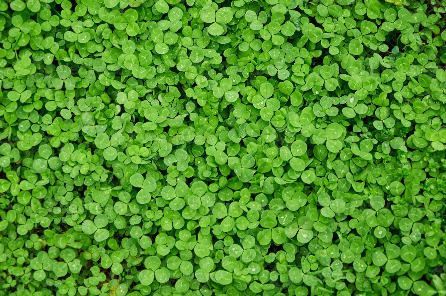 Clover view on top. Carpet of natural clover. Natural grass background photo