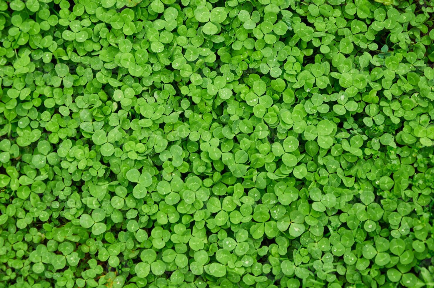 trébol ver en cima. alfombra de natural trébol. natural césped antecedentes foto