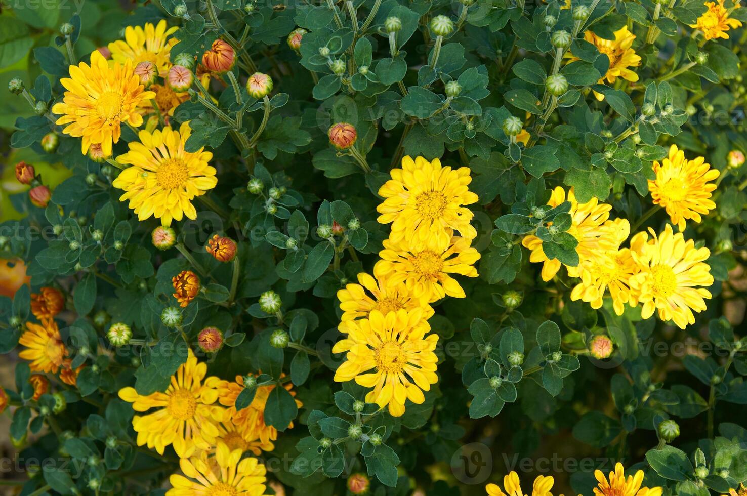 There are yellow chrysanthemum flowers in the background photo