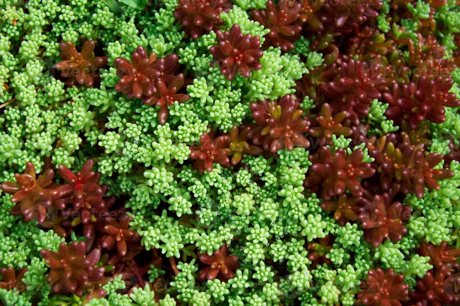 Sedum in Nature. Natural background of green sedum photo