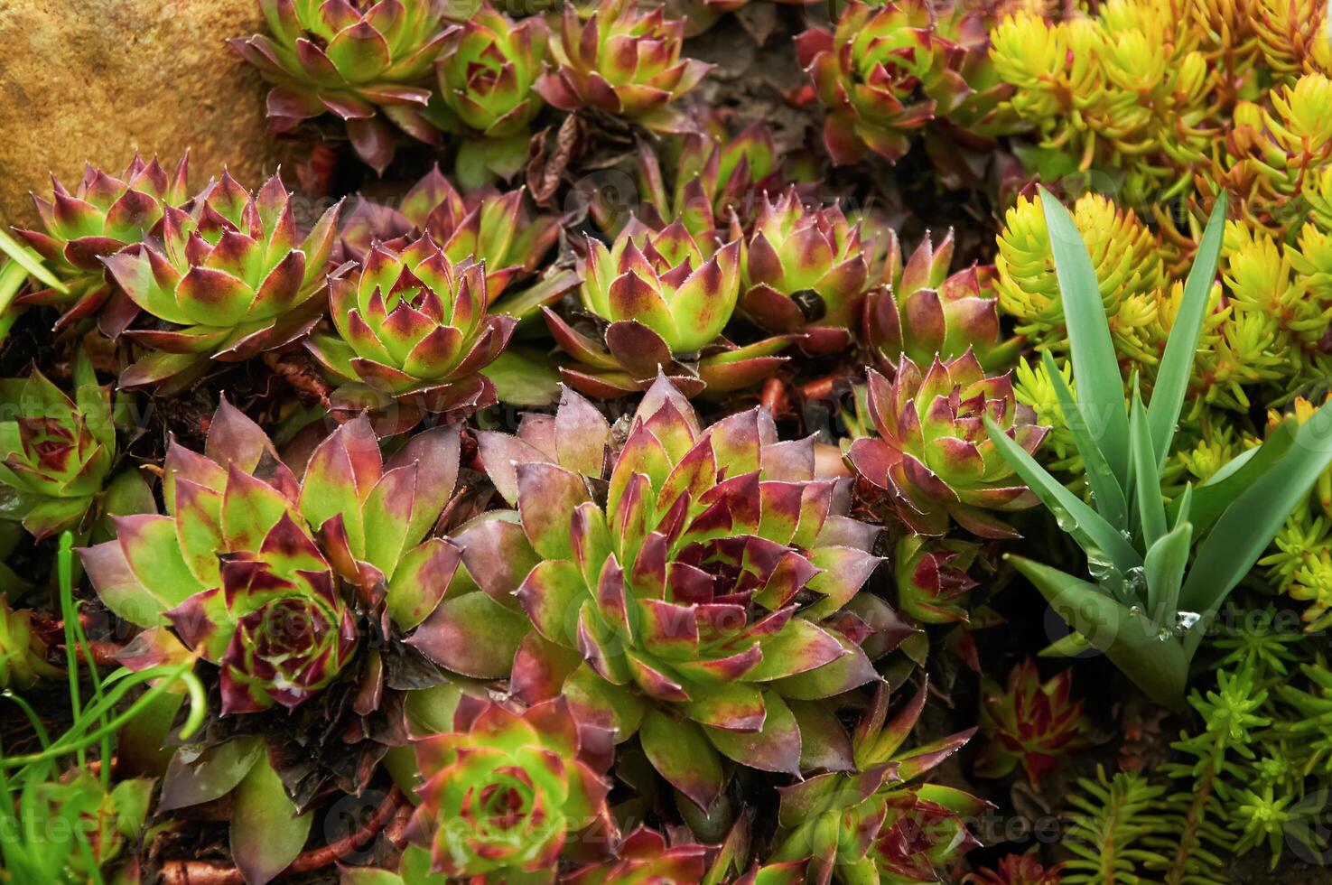 Sedum and Sempervivum stone rose in nature photo