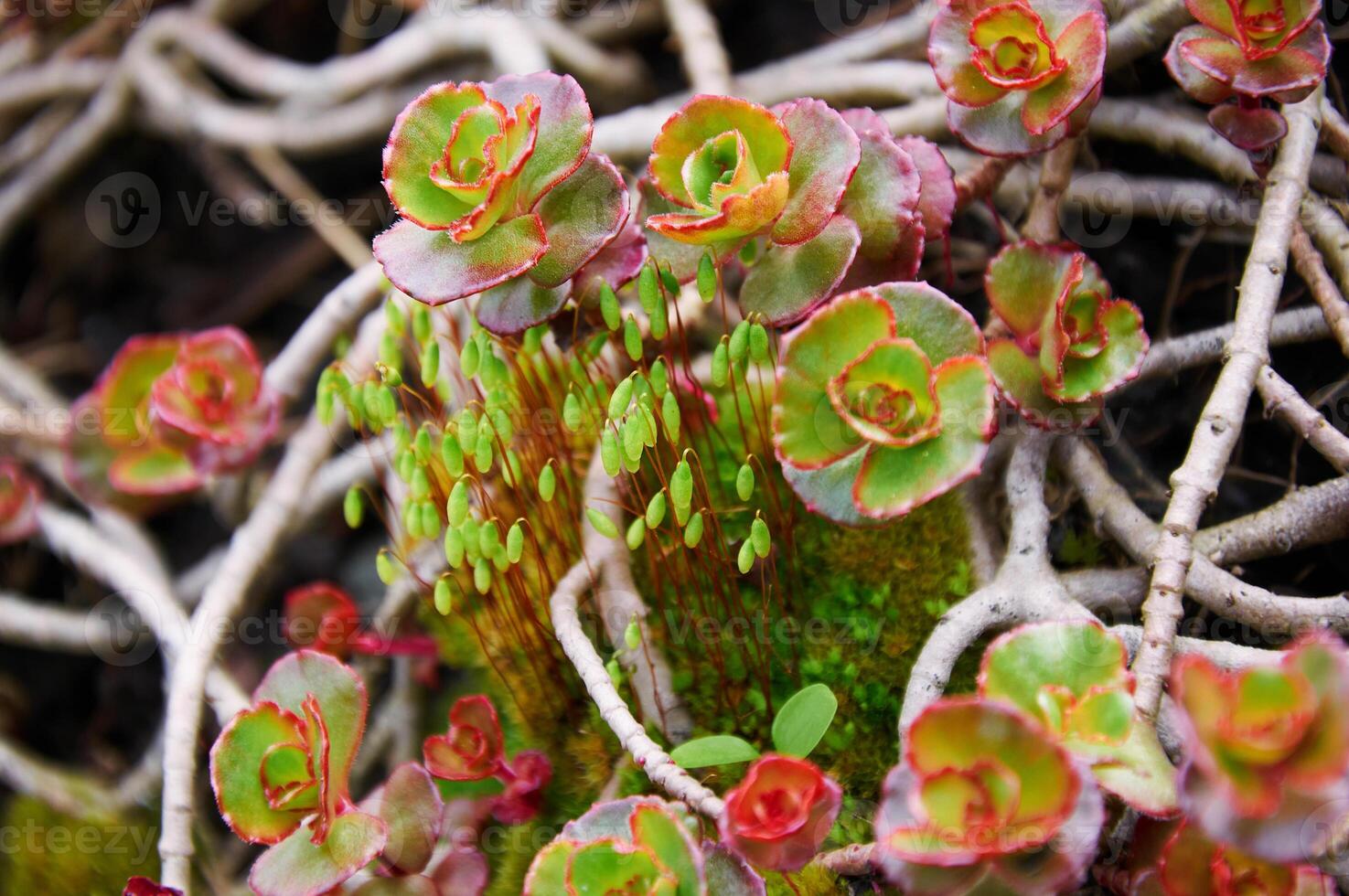 Background of attractive low growing red and green stone crops crassulaceae in a sunny garden photo