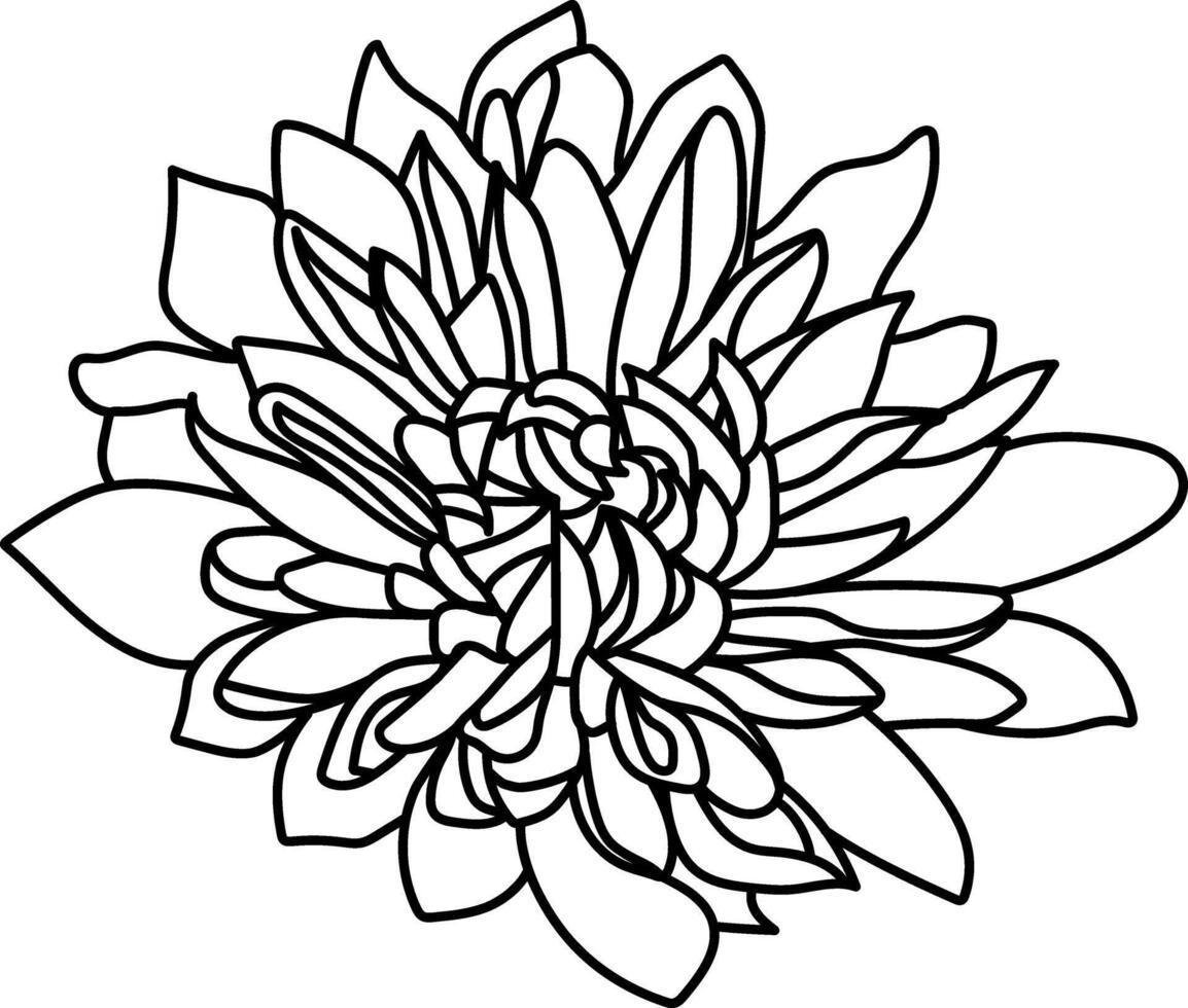 Black and white line illustration of chrysanthemum flowers on a white background. Flower chrysanthemum isolated on white vector