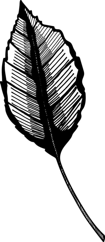 Apple trees branch. Hand drawn engraving style illustrations vector. vector