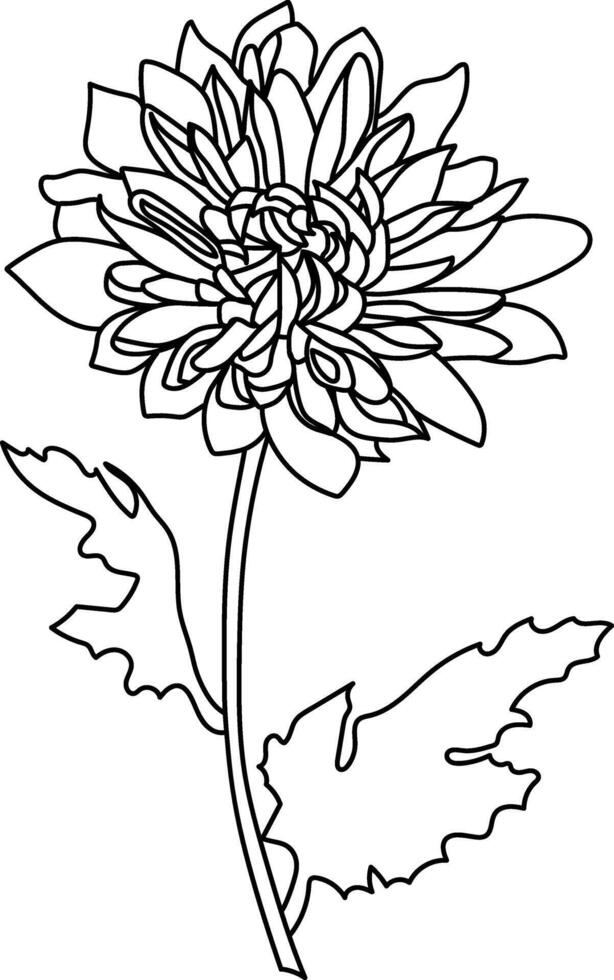 negro y blanco línea ilustración de crisantemo flores en un blanco antecedentes. flor crisantemo aislado en blanco vector