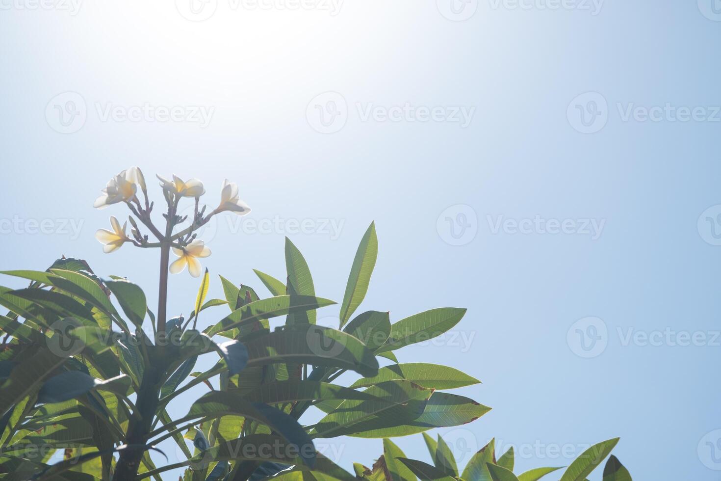 plumeria tree on the background on sky background photo