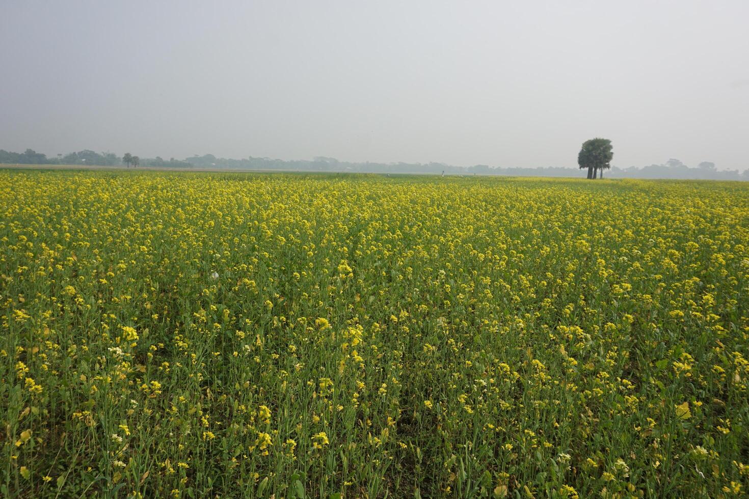 Mustard Flower In Bangladesh photo