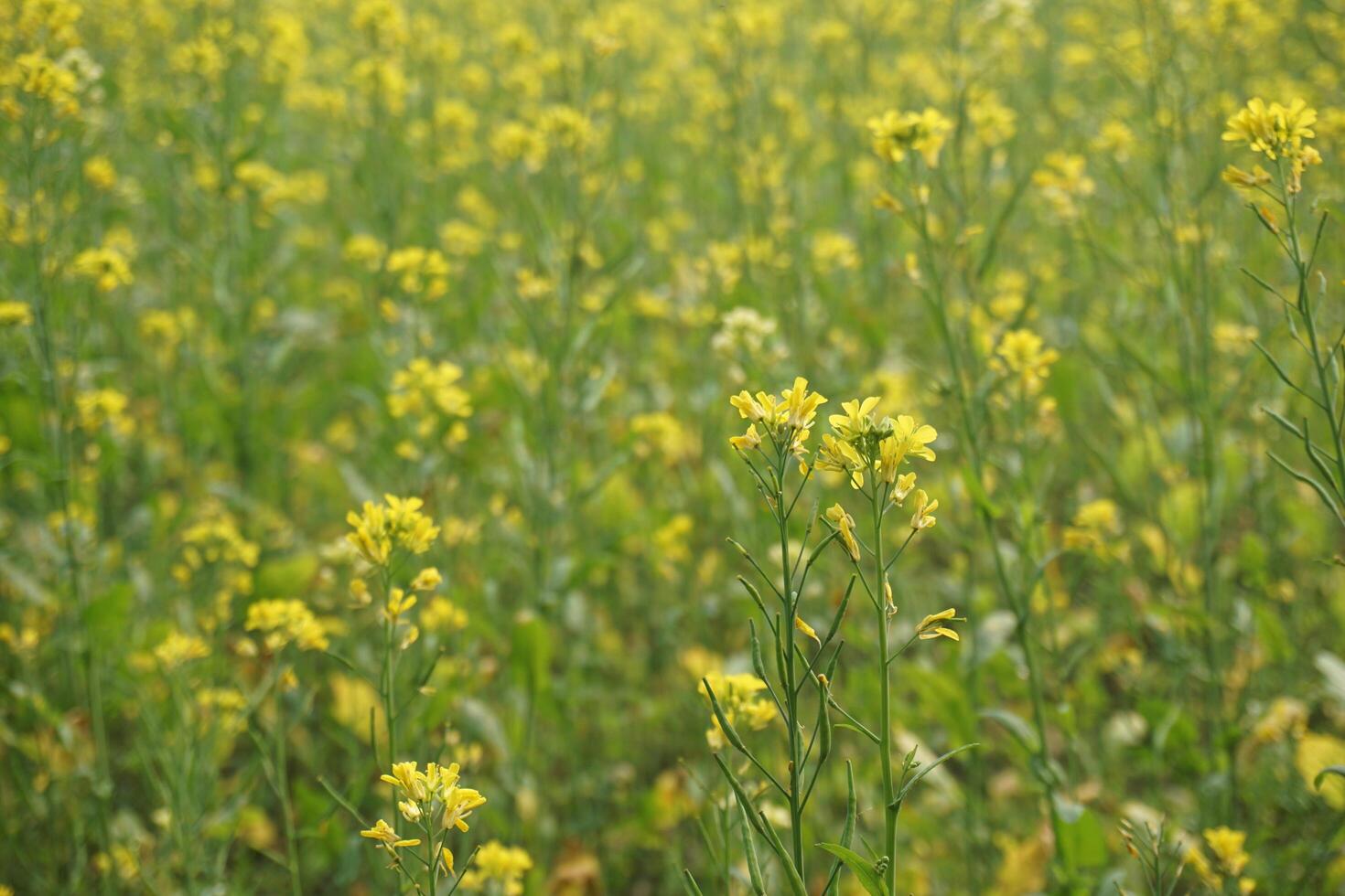 Mustard Flower In Bangladesh photo