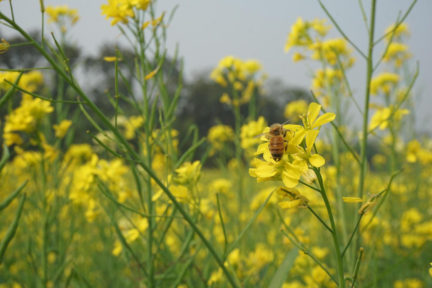 Mustard Flower In Bangladesh photo